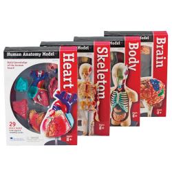 Learning Resources(R) Model Anatomy Bundle, Grades 3 - 12